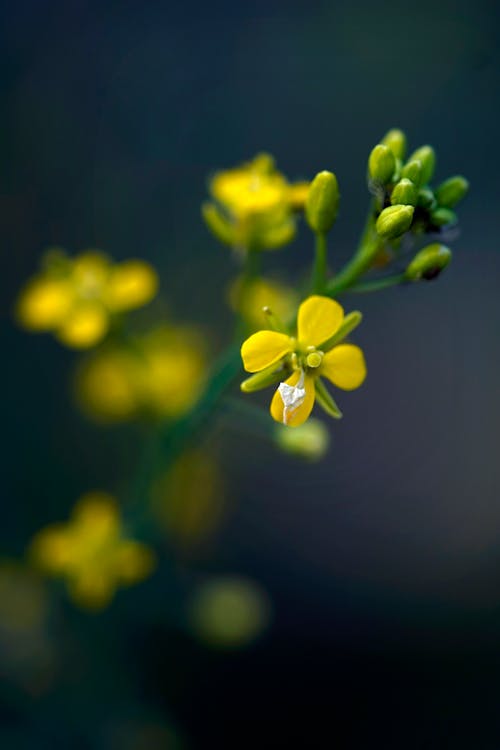 Foto d'estoc gratuïta de enfocament selectiu, flor groga, fons de naturalesa