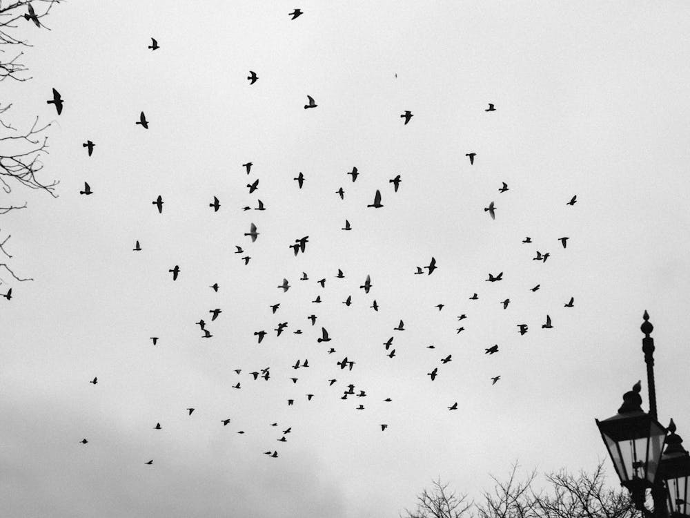 Grayscale Photography of Flying Birds