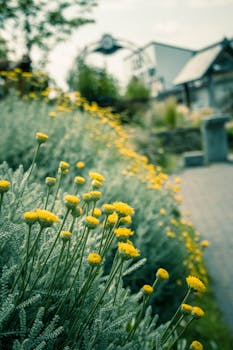 在日本小莫罗，一条宁静的花园小径上盛开着迷人的黄色花朵