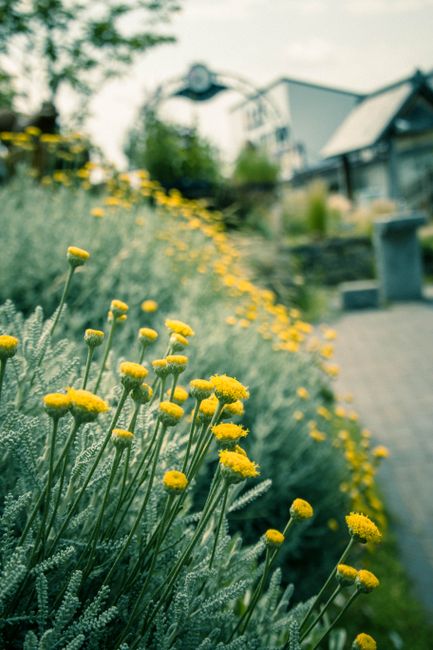 Charming yellow flowers blooming along a serene garden path in Komoro, Japan.