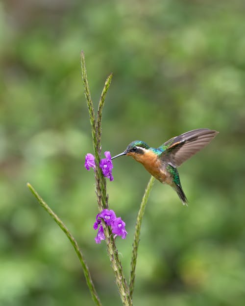 Colibri