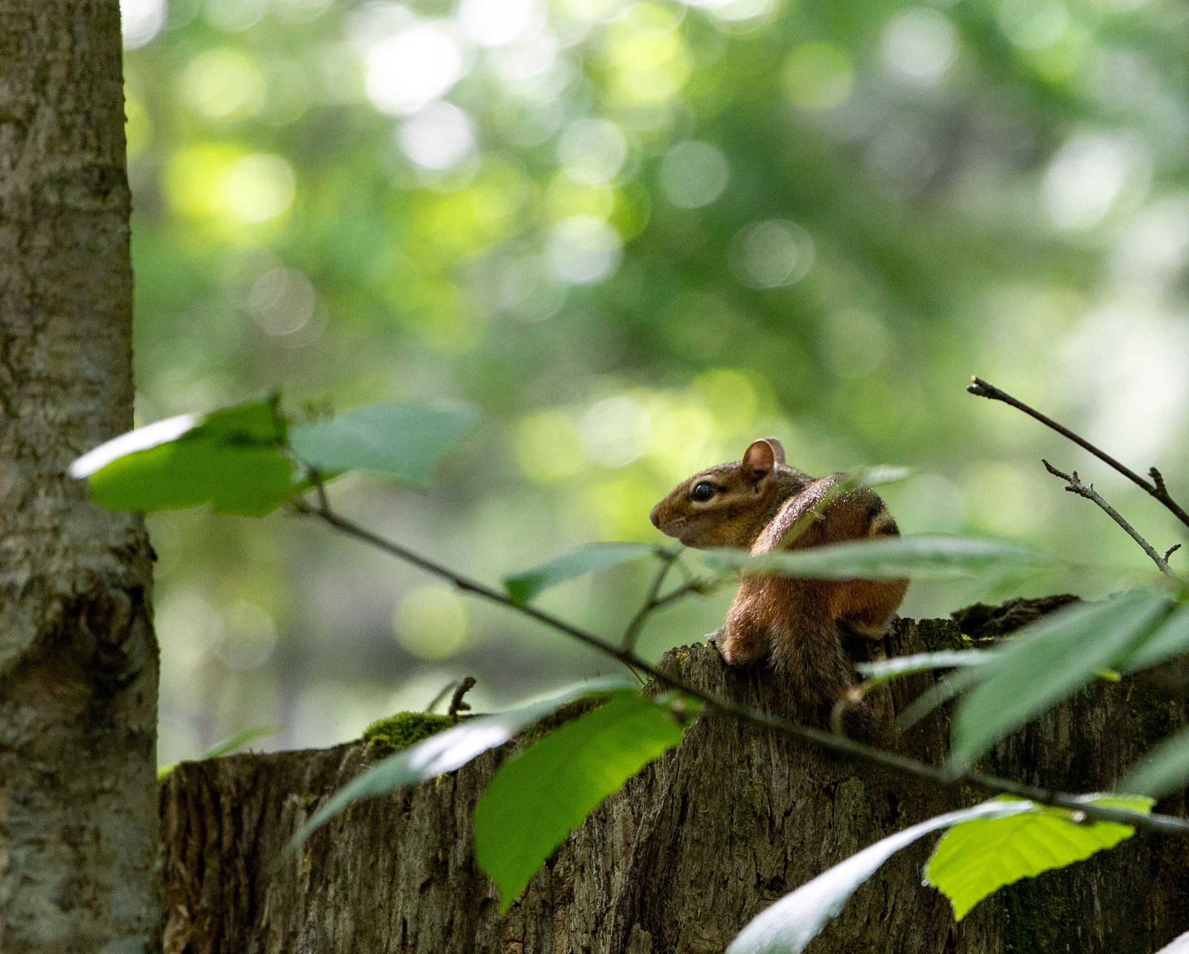 Eastern Chipmunk on Tree Trunk in Forest · Free Stock Photo