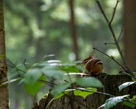 A cute chipmunk sits on a tree stump in a lush forest, surrounded by greenery.