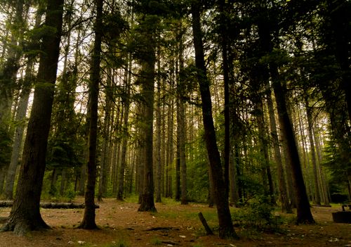 Free A tranquil view of a lush evergreen forest with towering trees and a natural footpath. Stock Photo