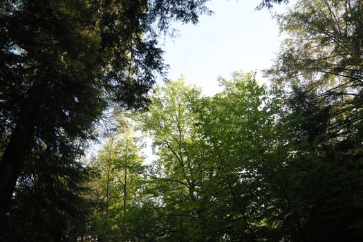 Tranquil view of leafy green forest canopy with sunlight filtering through the trees.