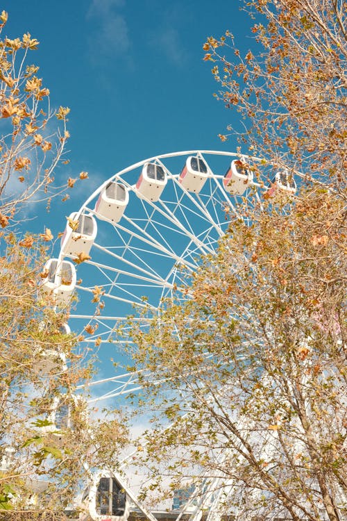 Fotos de stock gratuitas de al aire libre, árbol, brillante