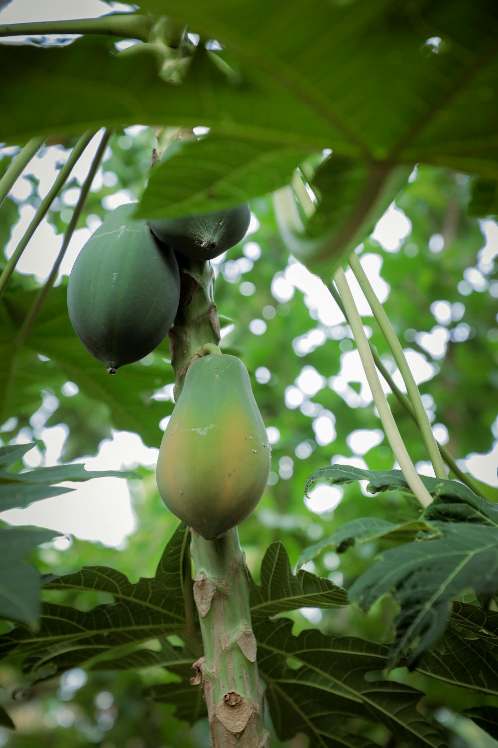 Papaya Salsa Papaya Salsa