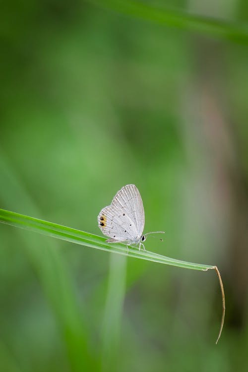 Immagine gratuita di animale, antenna, delicato