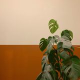 A monstera plant against a warm terracotta wall — photo by Samuel Crosland on Pexels