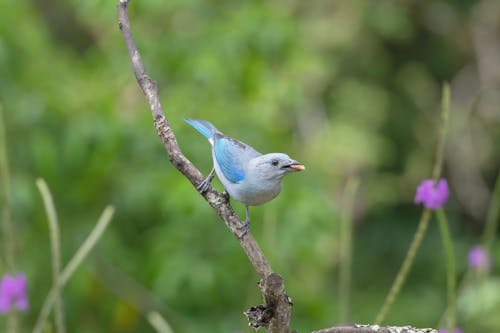 Aves Tanager