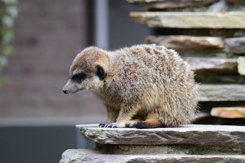 Selective Focus Photo of Brown Meerkat Sitting on Rock