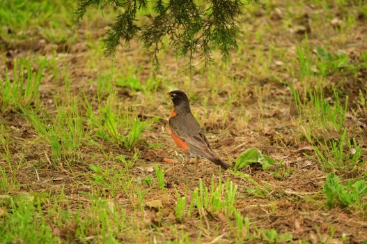 American Robin on Ground