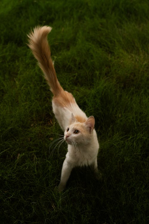 50mm, 건초지, 고양이의 무료 스톡 사진