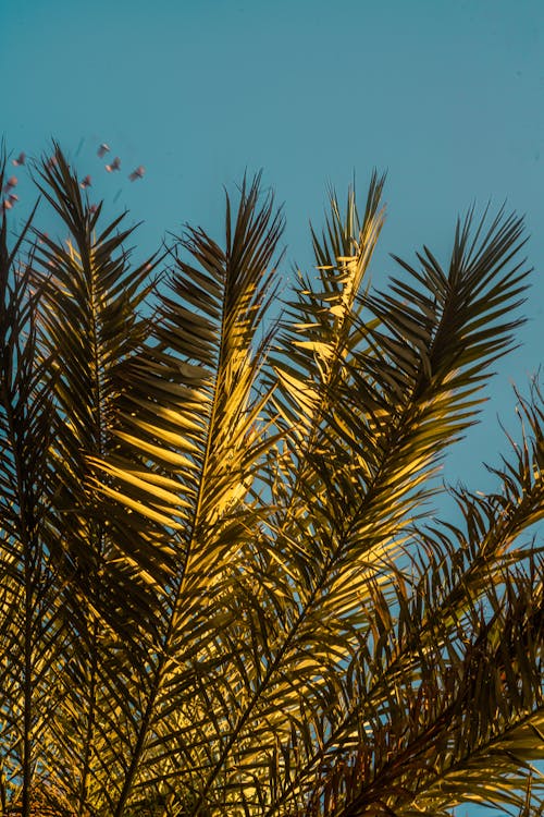 Foto profissional grátis de 50 mm, ao ar livre, árvore