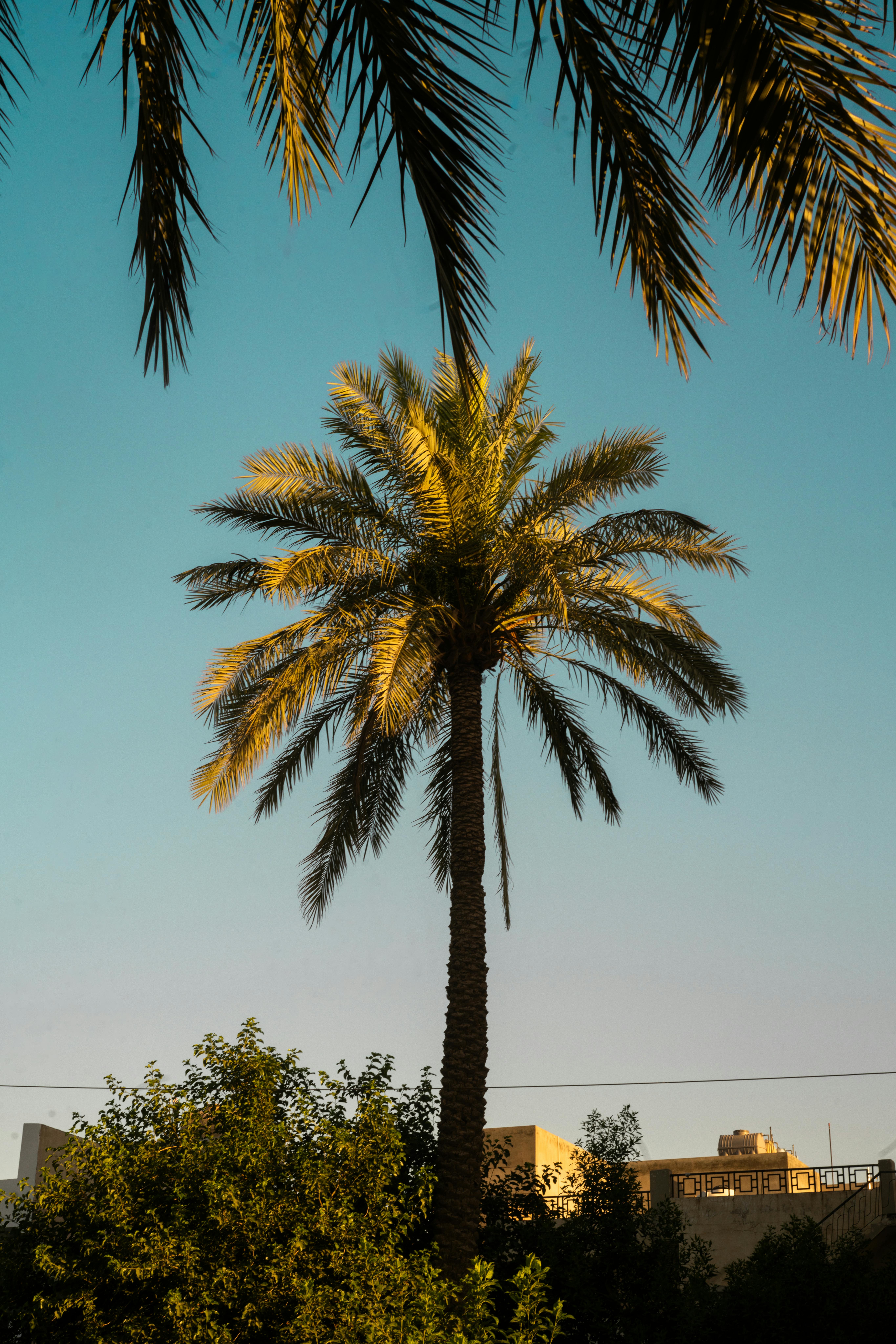 A striking palm tree silhouetted against a bright, clear sky in Baghdad, Iraq. Urban tropical vibe.