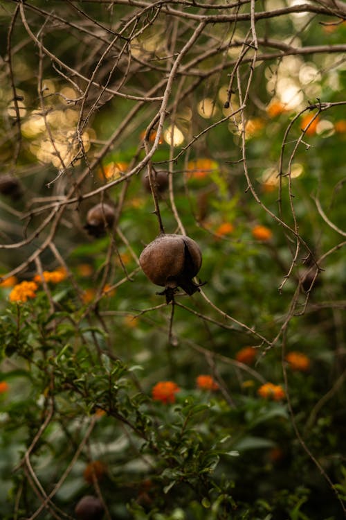 50mm, 가을, 가지의 무료 스톡 사진