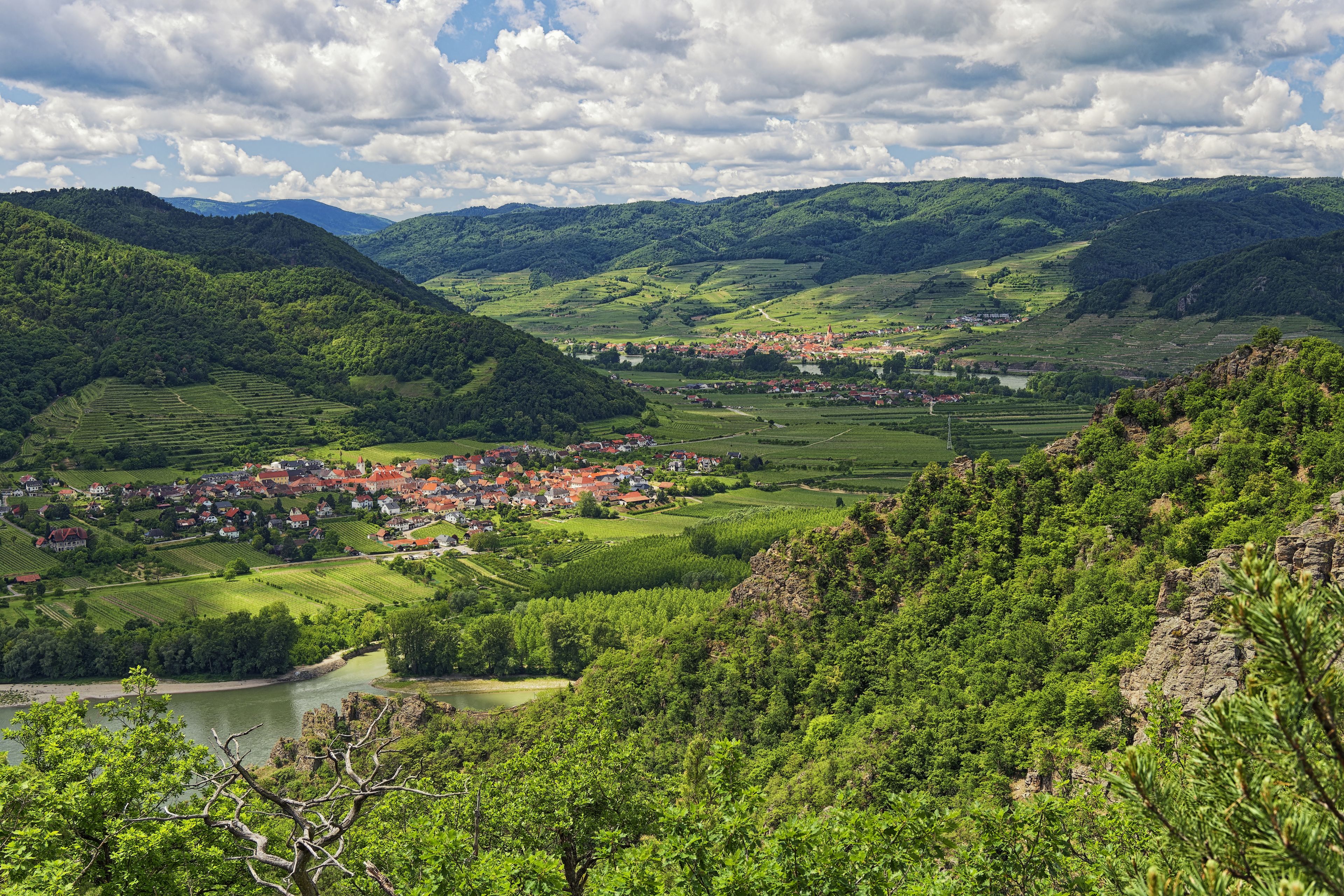 Wachau Valley apricot orchard