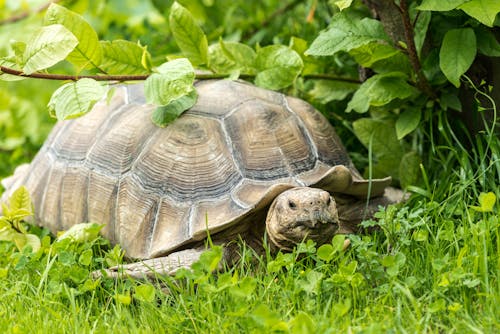 Foto d'estoc gratuïta de a l'aire lliure, animal, armadura