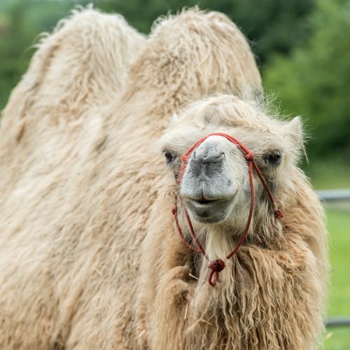 Kostenloses Stock Foto zu aufmerksamkeit, camelidae, gezähmtes tier