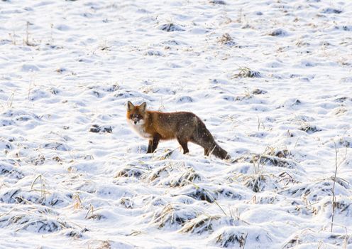 fox photo