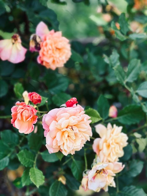 Základová fotografie zdarma na téma květy, růže, zahradní růže