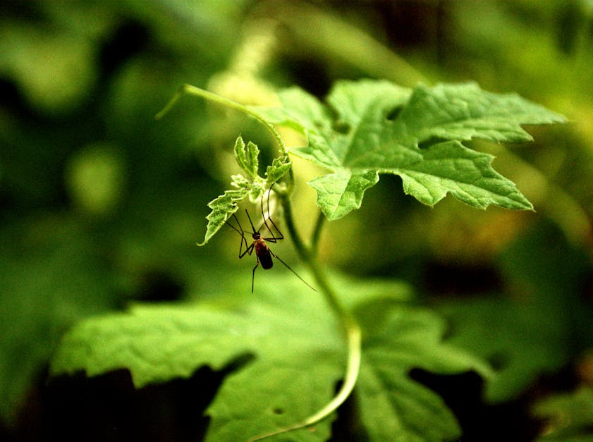 Close-up of Insect on Plant