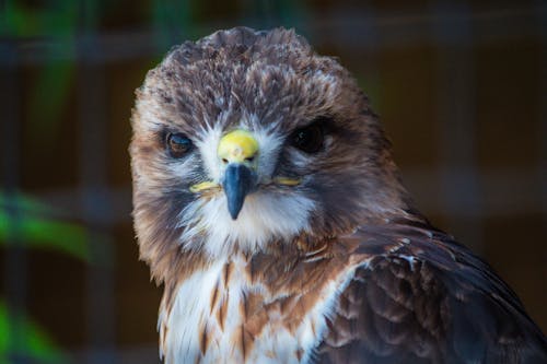 自然, 鷹の無料の写真素材