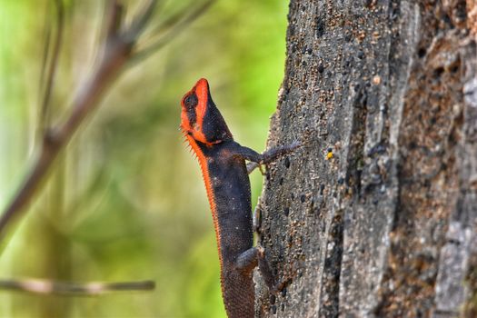 Close-up of a striking lizard on a tree in Pune, India. Vibrant nature scene.