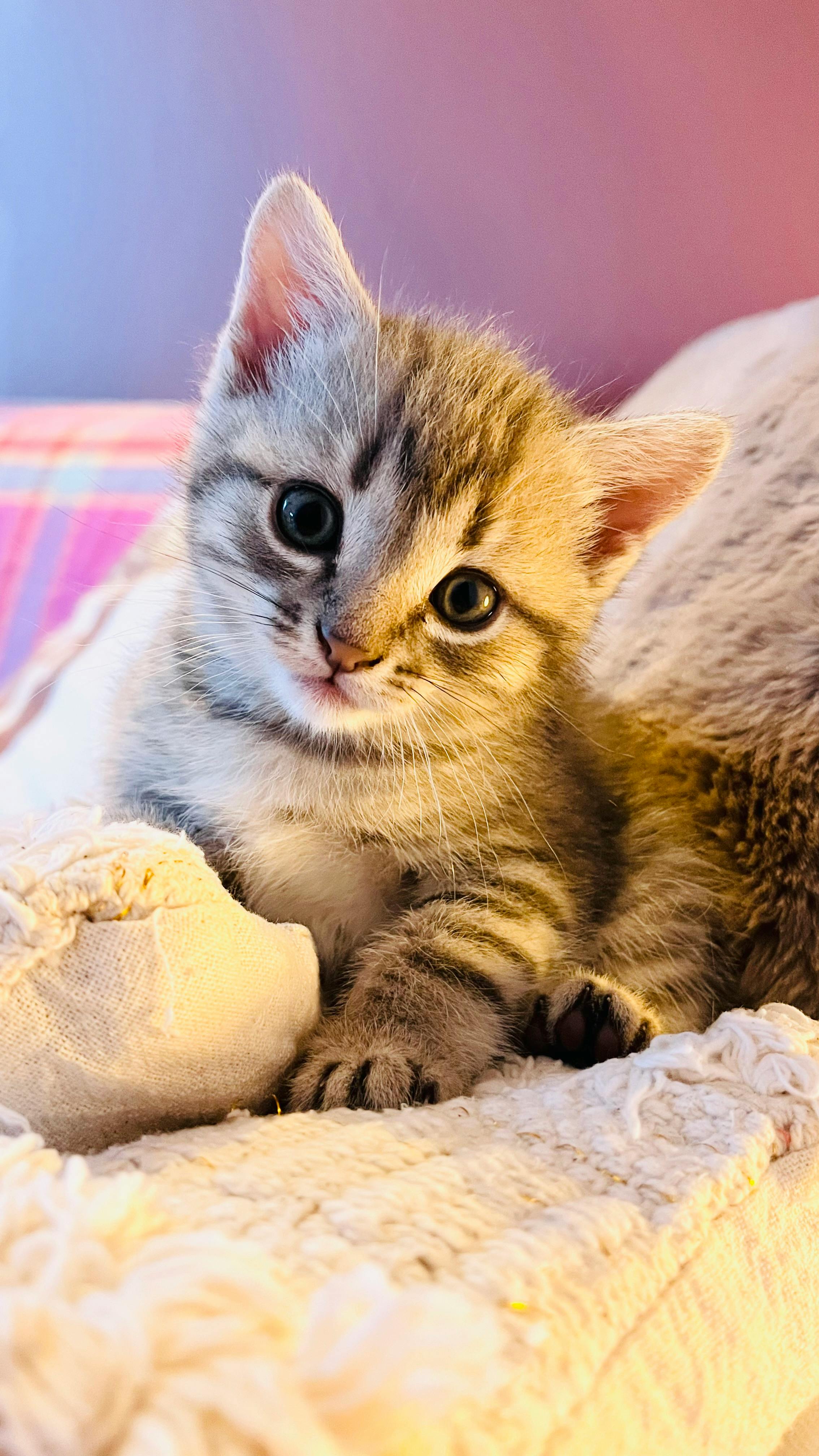 Kitten Lying Down · Free Stock Photo, image size:2268x4032
