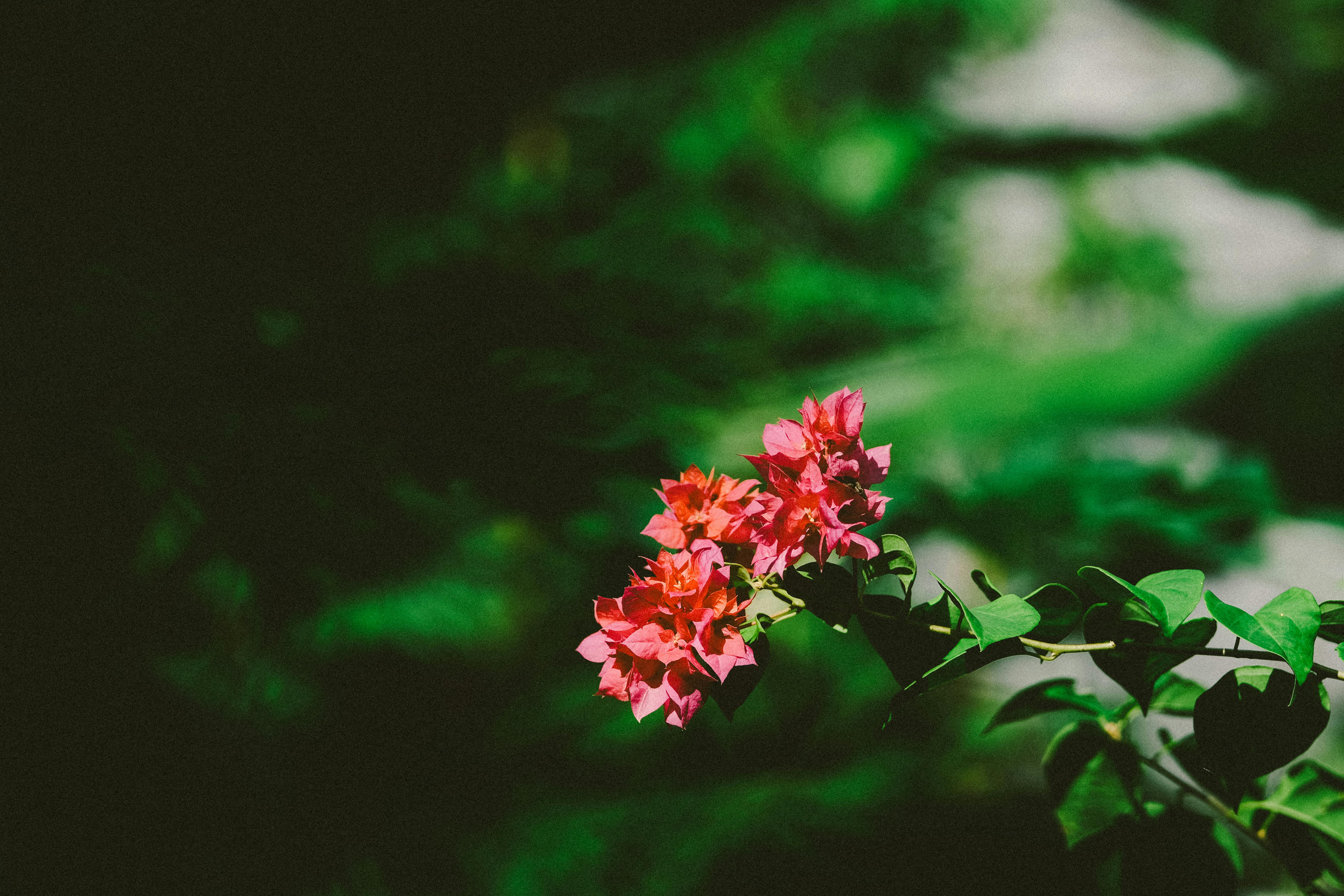 Delicate pink Bougainvillea blooms captured in a lush green garden setting under bright sunlight.