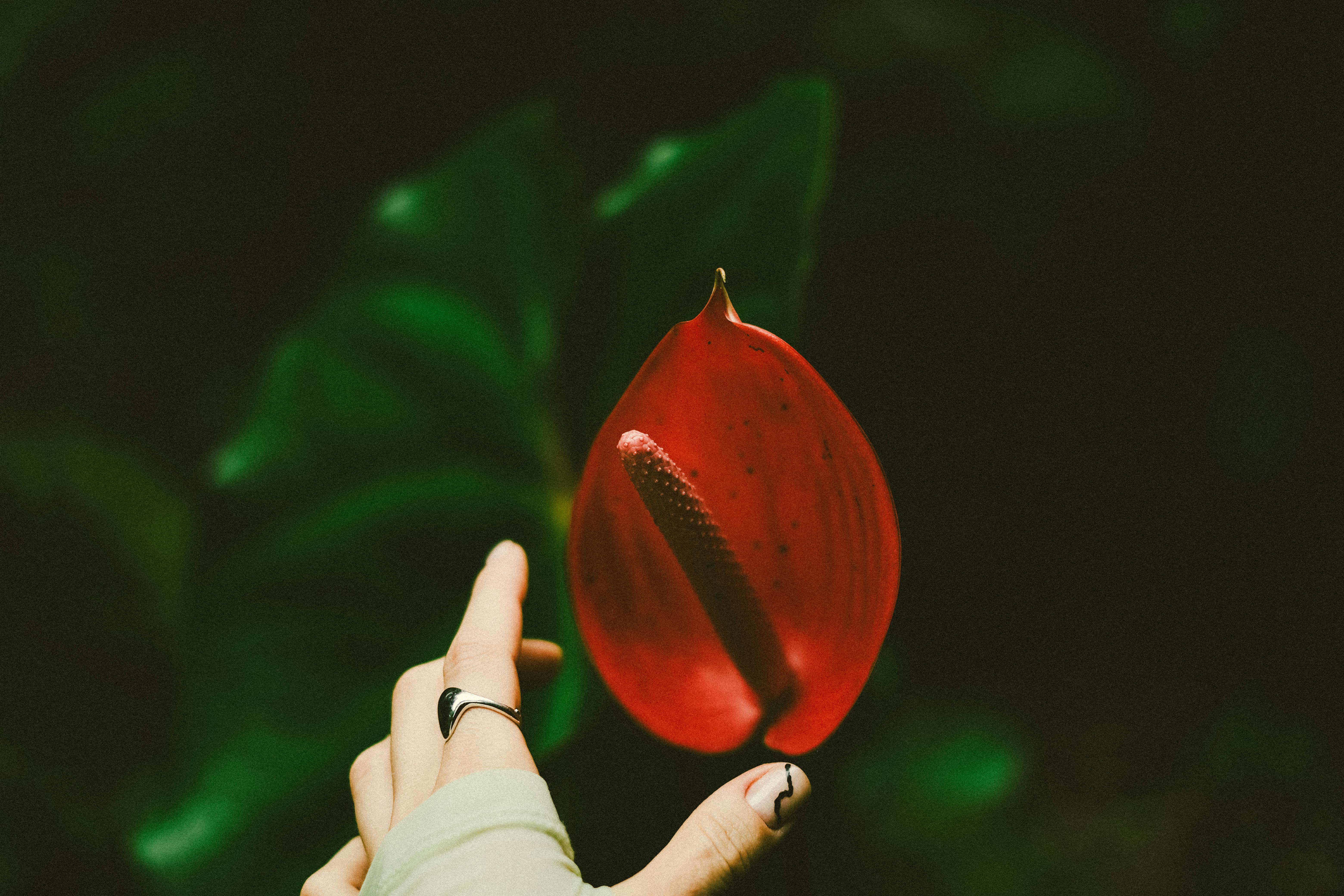 A close-up of a hand holding a red Anthurium flower with a moody, artistic vibe.