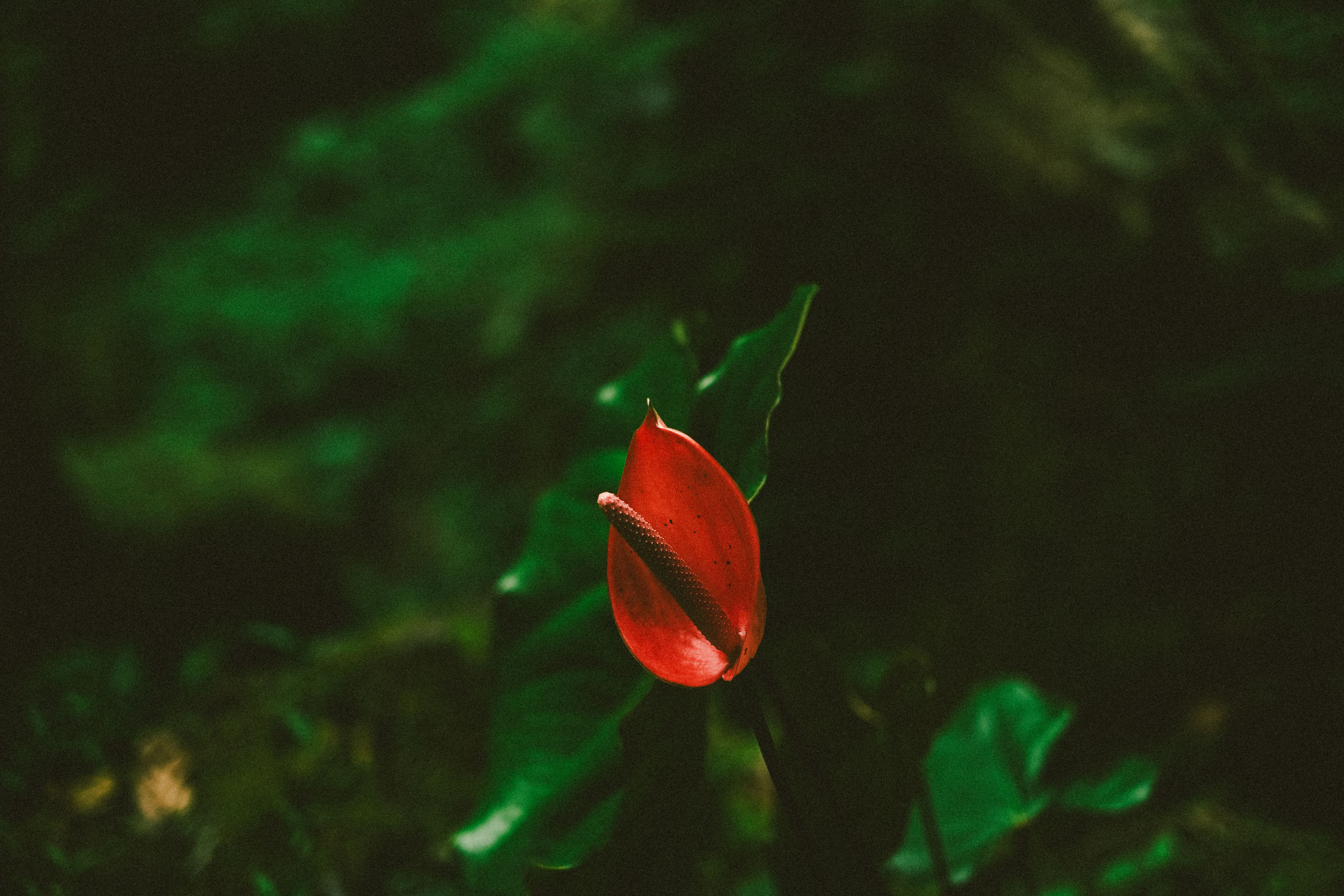 A red flower in the middle of a green forest · Free Stock Photo
