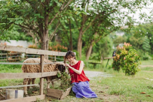 A woman is feeding a sheep in a field