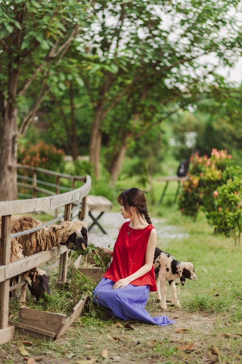 A woman in red sitting on a bench with her goats