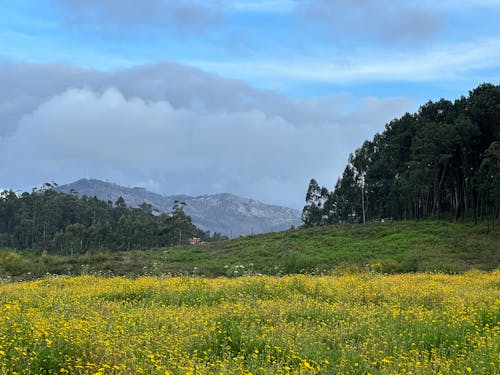 Landscape with the field of yellow flowers with trees and mountains in the background near Eiras, O Rosal, Galicia, Spain, April 2023