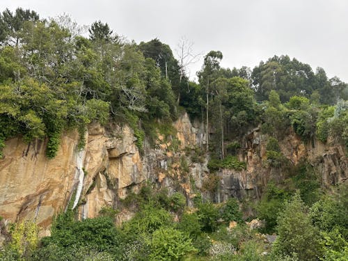 Trees on the cliff near Ferrol, Galicia, Spain, May 2023