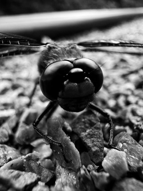 Dragon Fly