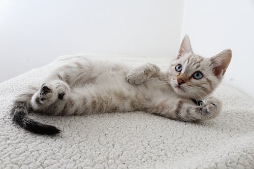 免费 躺着的灰色虎斑小猫的照片 素材图片