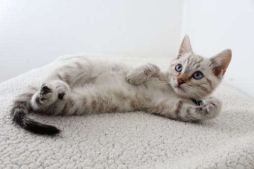 Foto Grey Tabby Kitten Lying Down