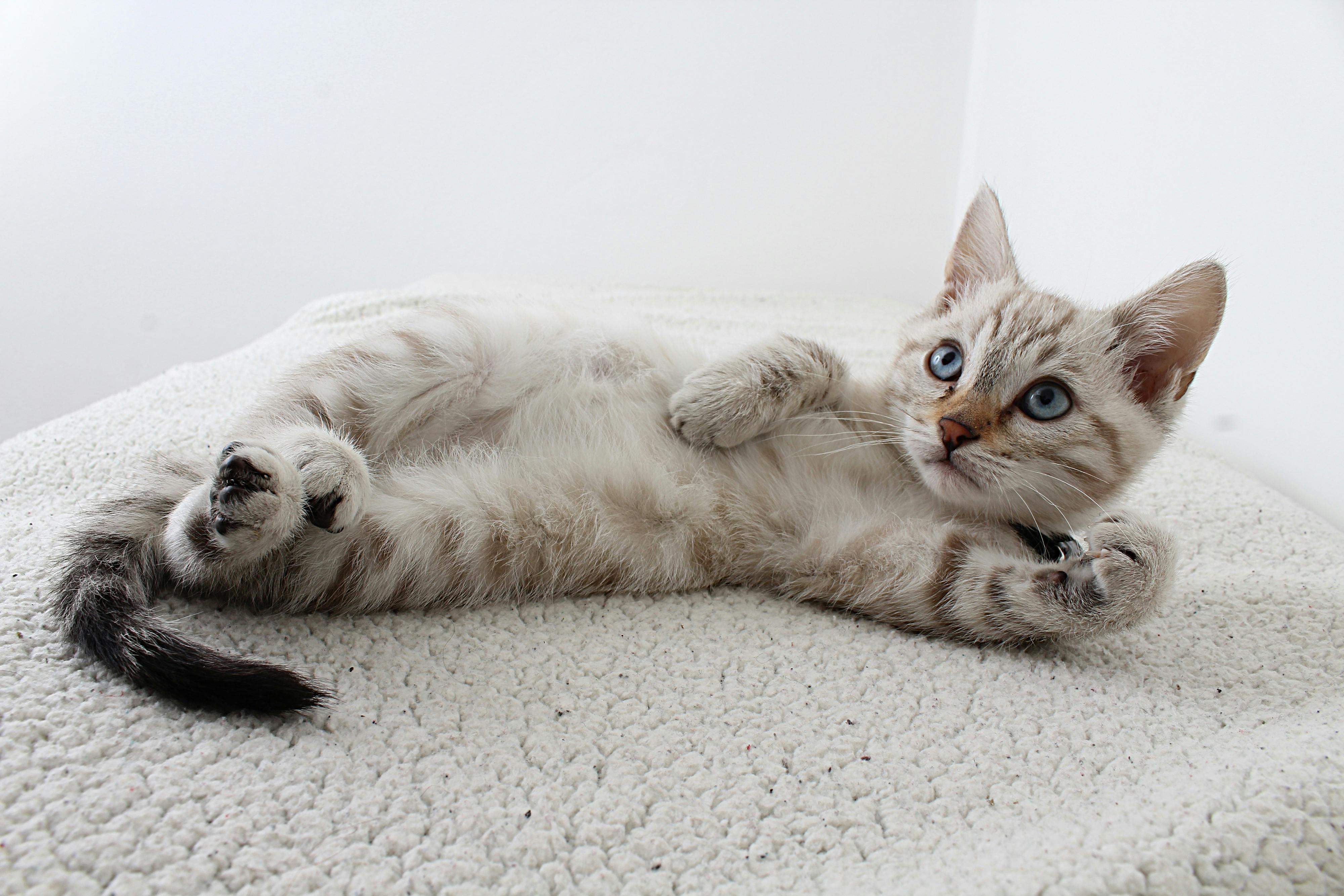 Download Cat Kitten Cute Cat Royalty-Free Stock Illustration Image