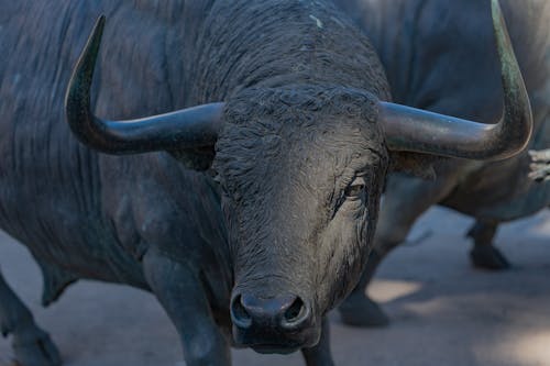 A close up of two bulls with long horns