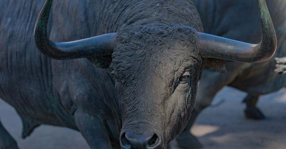 Bulls Open URC Season With Bonus-Point Win Over Zebre in Parma