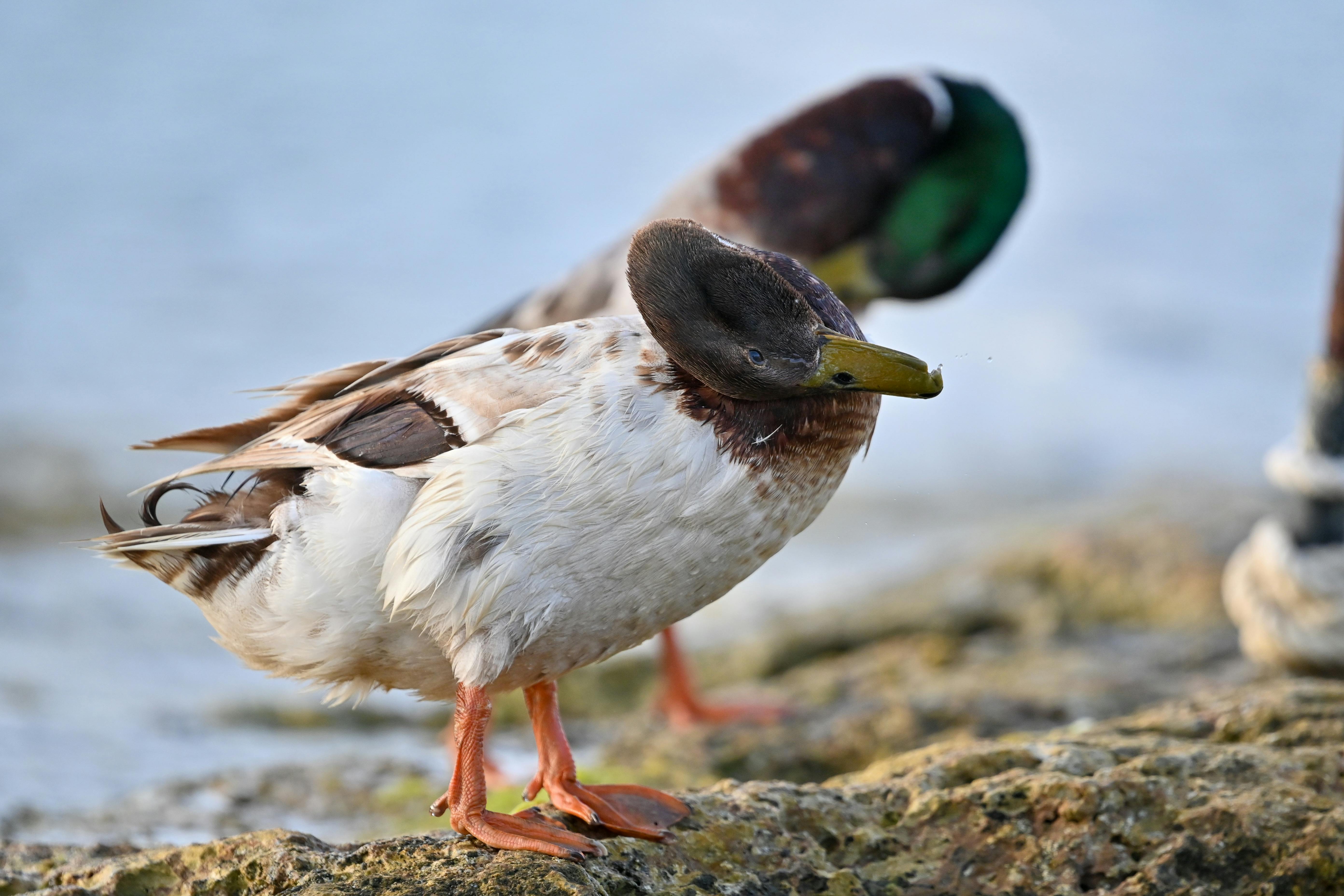 ducks on a shore