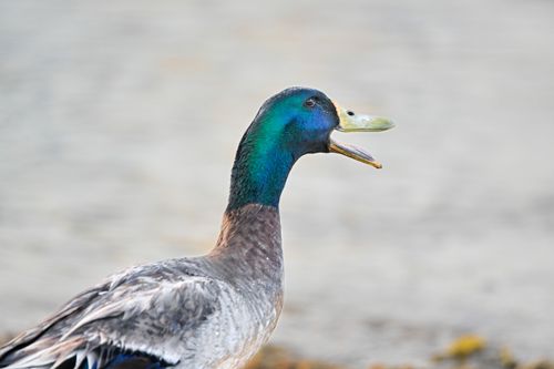 Free Close-up of a vibrant mallard duck by the water in Gżira, Malta. Stock Photo
