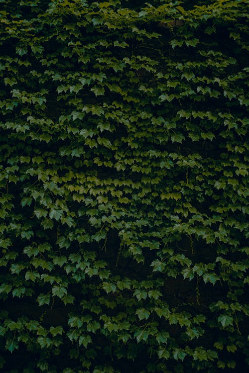 Безкоштовне стокове фото на тему «Fujifilm, абстрактний, великі листя»