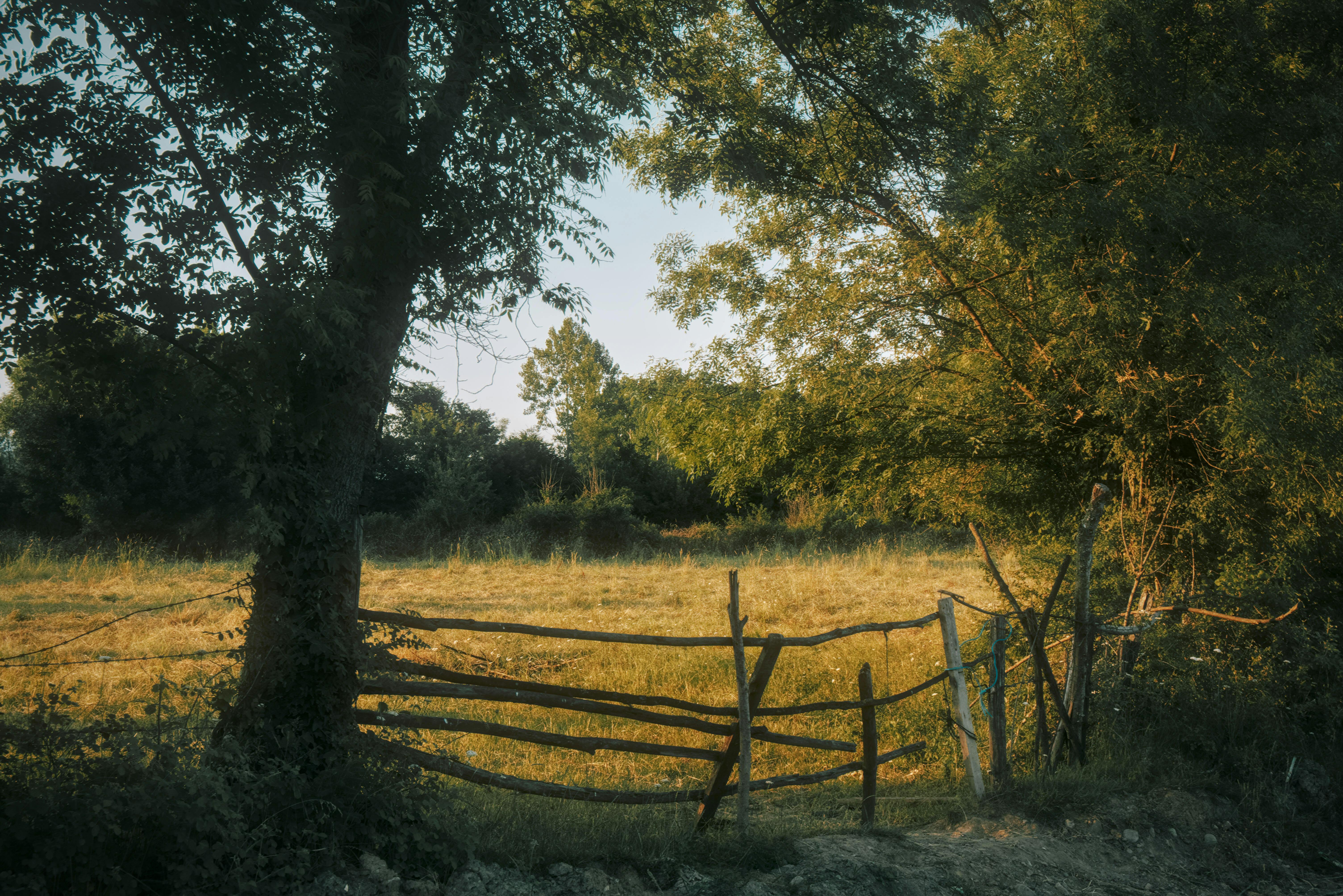 Idyllic rural scene with a wooden fence and lush trees at sunset in Ankara, Türkiye.