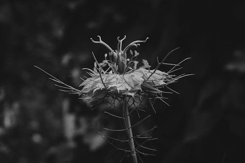 Imagine de stoc gratuită din alb-negru, exotic, floare