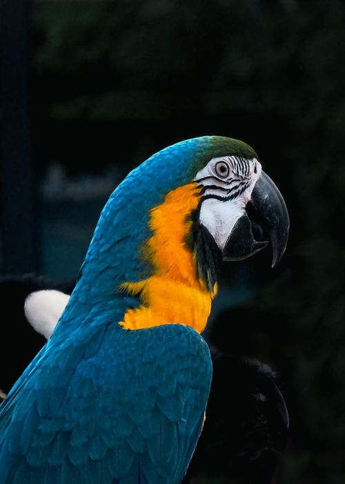 Free Close-up portrait of a colorful blue and gold macaw in a natural setting, showcasing its vivid plumage. Stock Photo