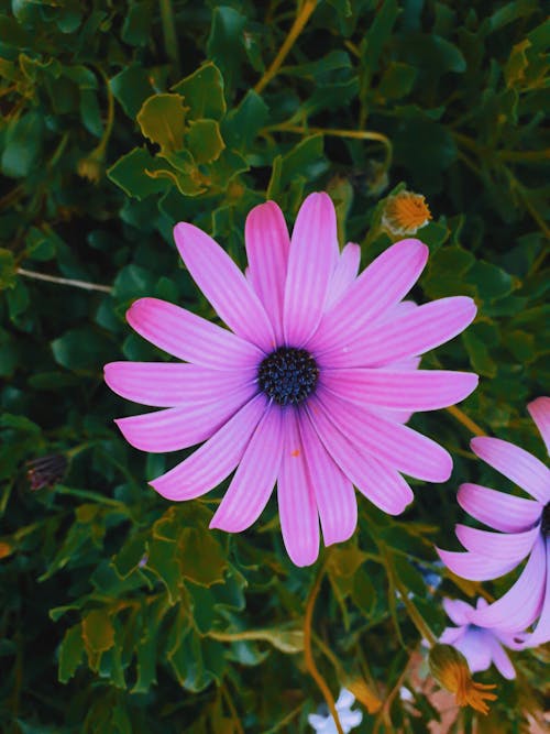 Free stock photo of artificial flowers, beautiful flower, beautiful flowers