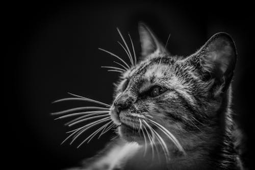 Grayscale Photography of Cat
